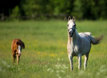 Coaching mit Pferden – Die aktive Outdoor alternative